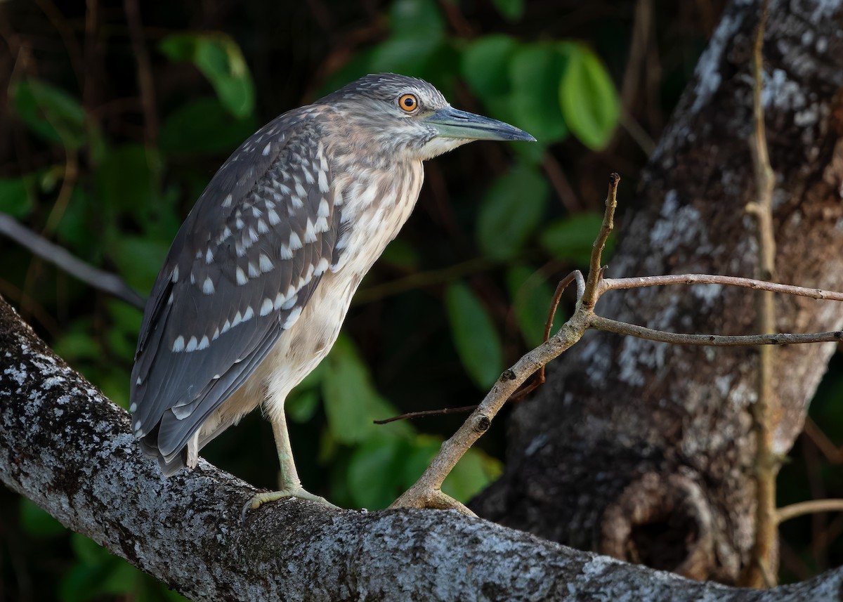 Bihoreau gris (nycticorax) - ML642050355