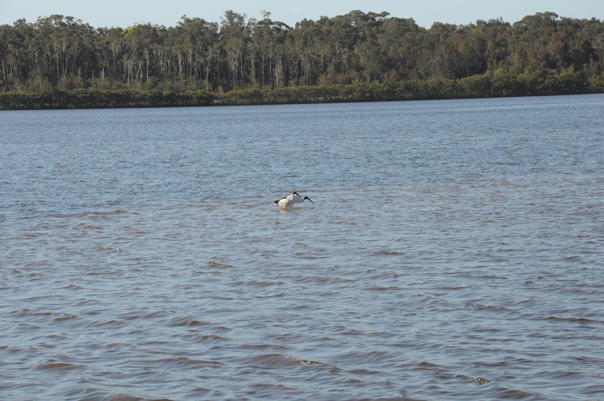 Ibis à cou noir - ML642050356