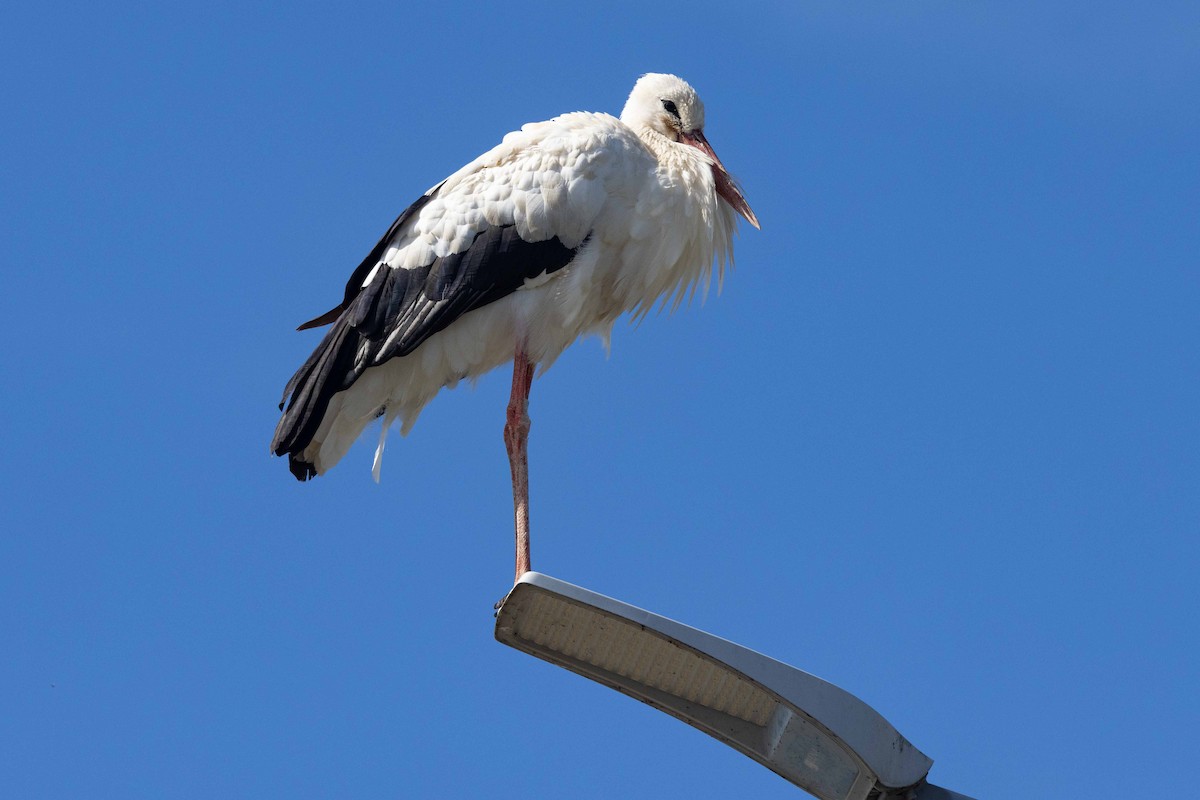 Cigogne blanche - ML642050372