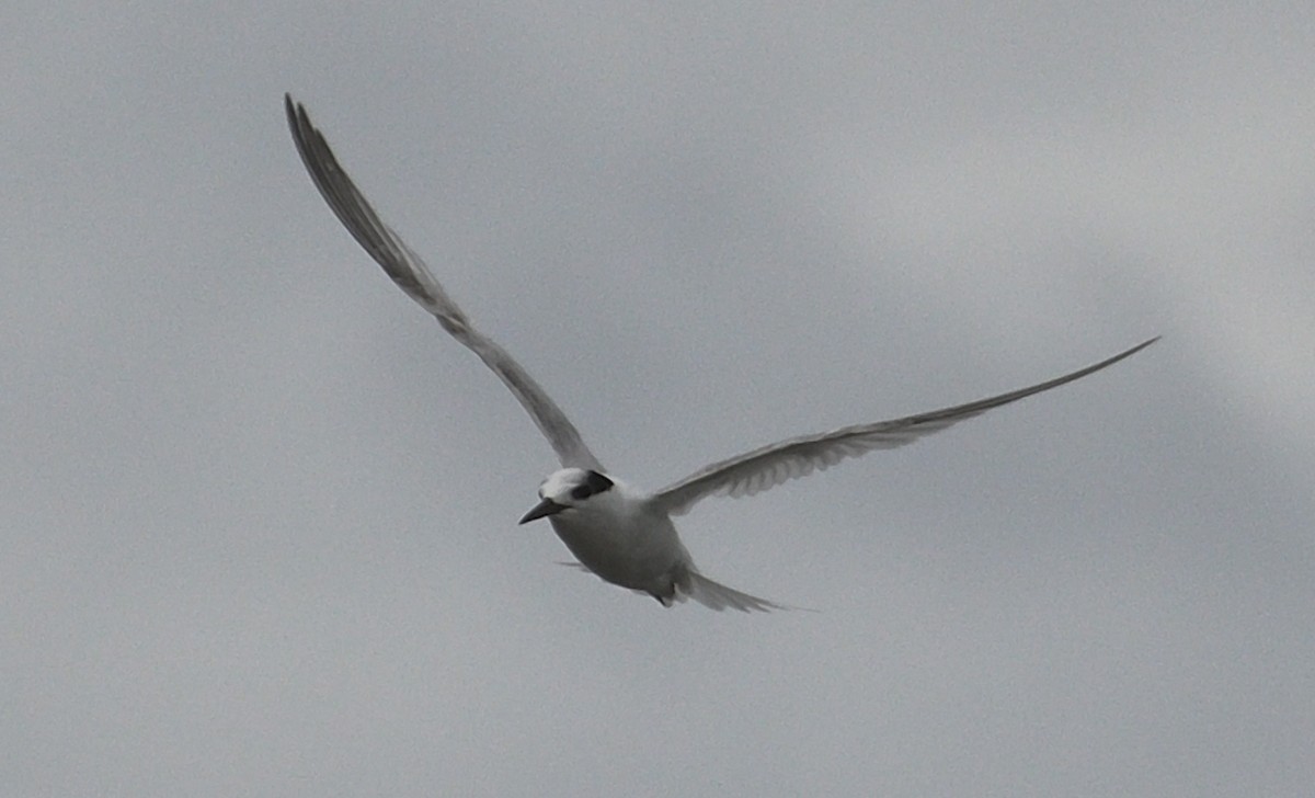 Australian Fairy Tern - ML642050399
