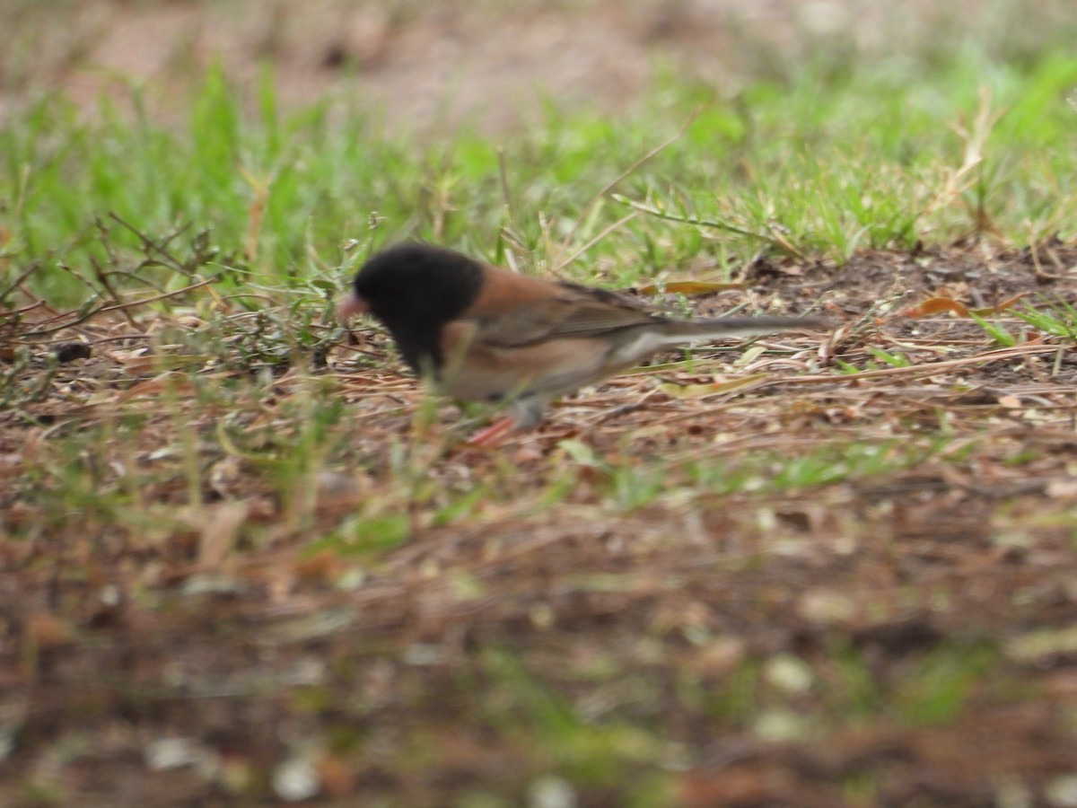 Junco ardoisé - ML642050400
