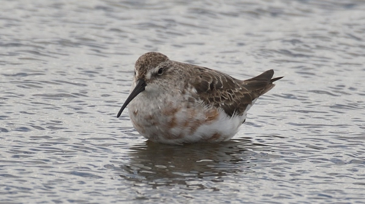 Curlew Sandpiper - ML642050410