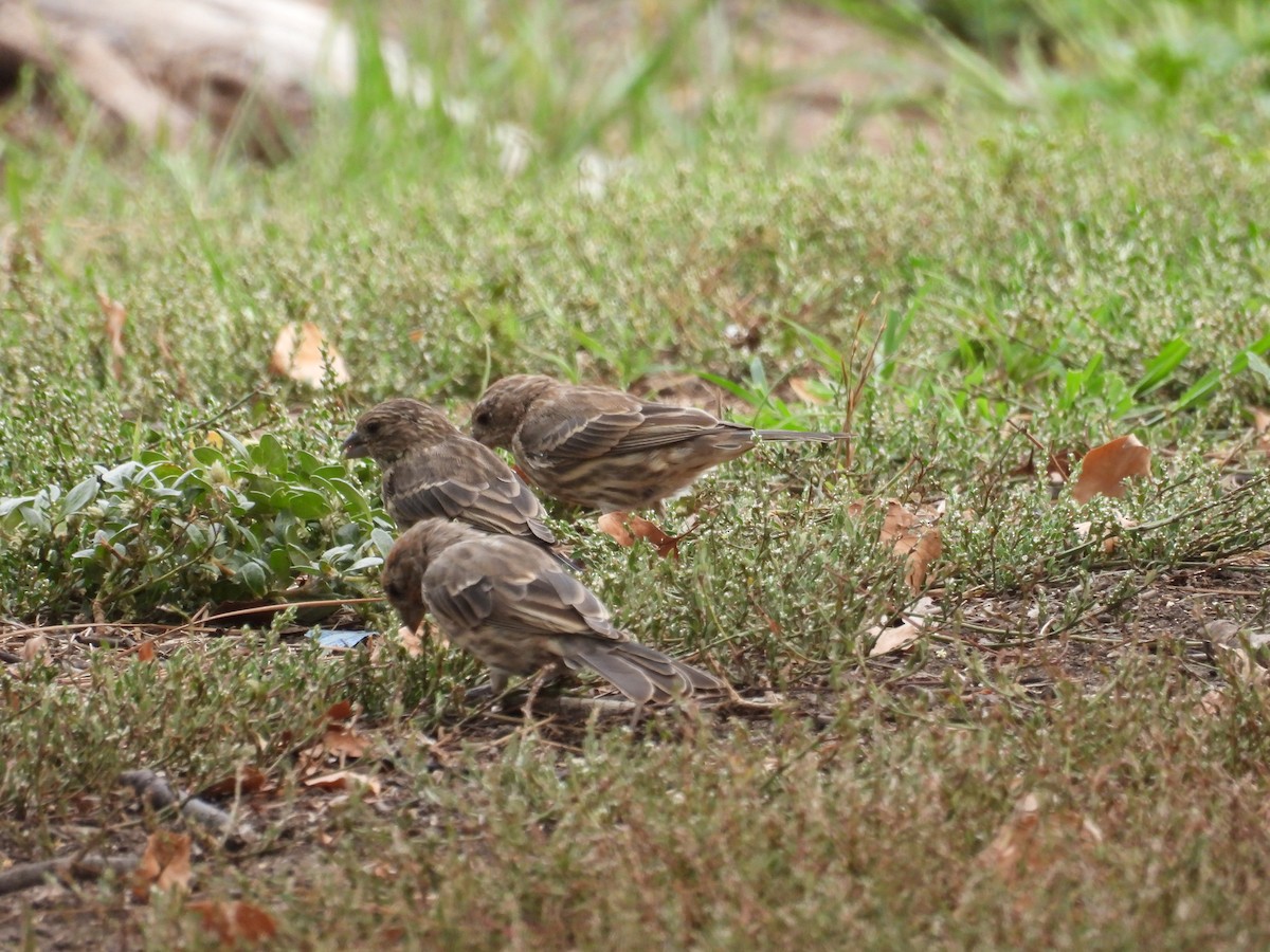 House Finch - ML642050412