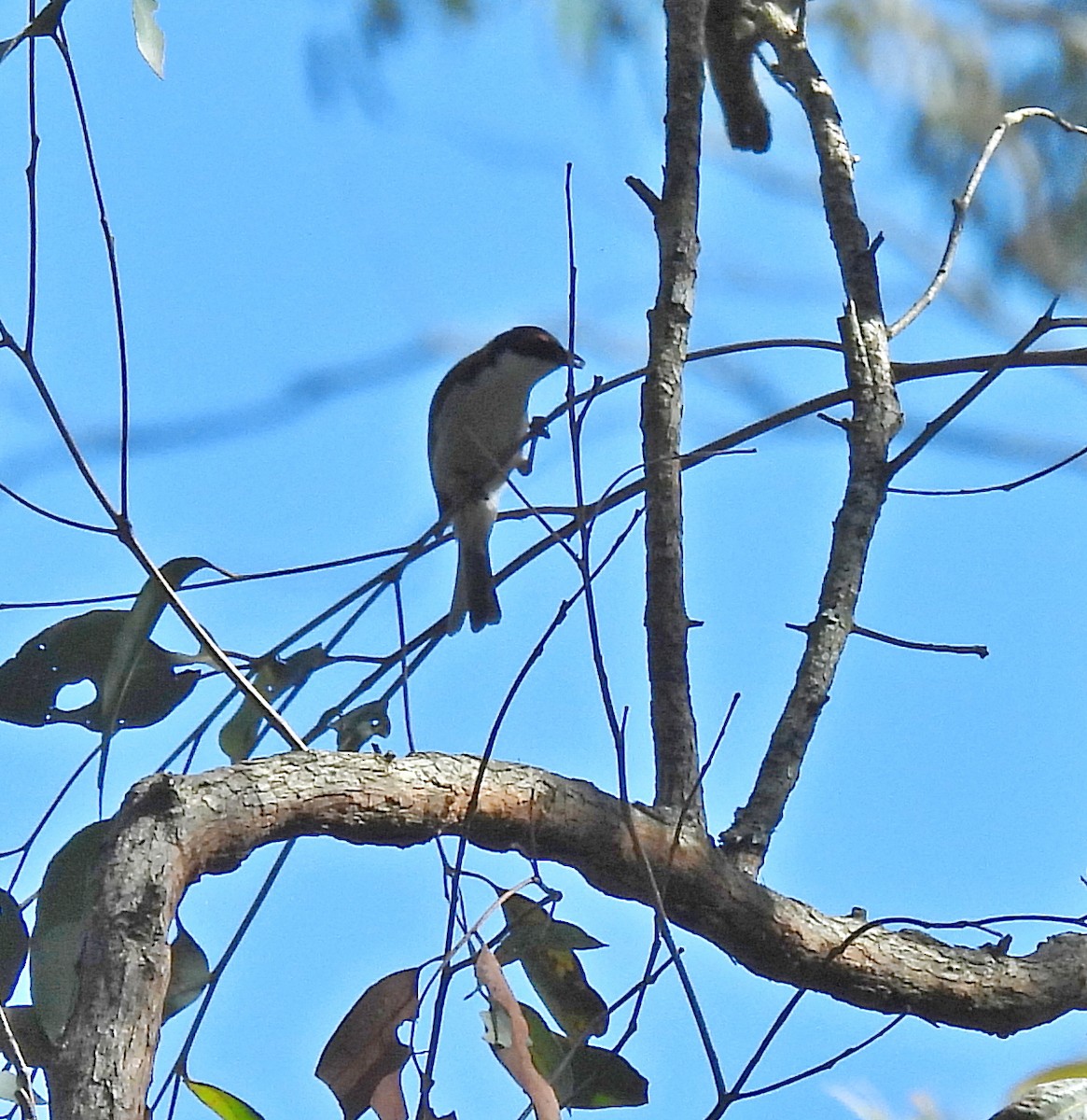 White-naped Honeyeater - ML642050418