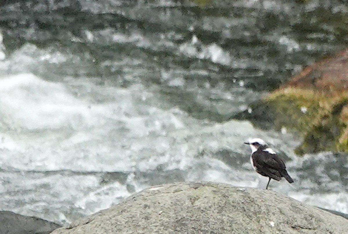 White-capped Dipper (White-bellied) - ML642050438