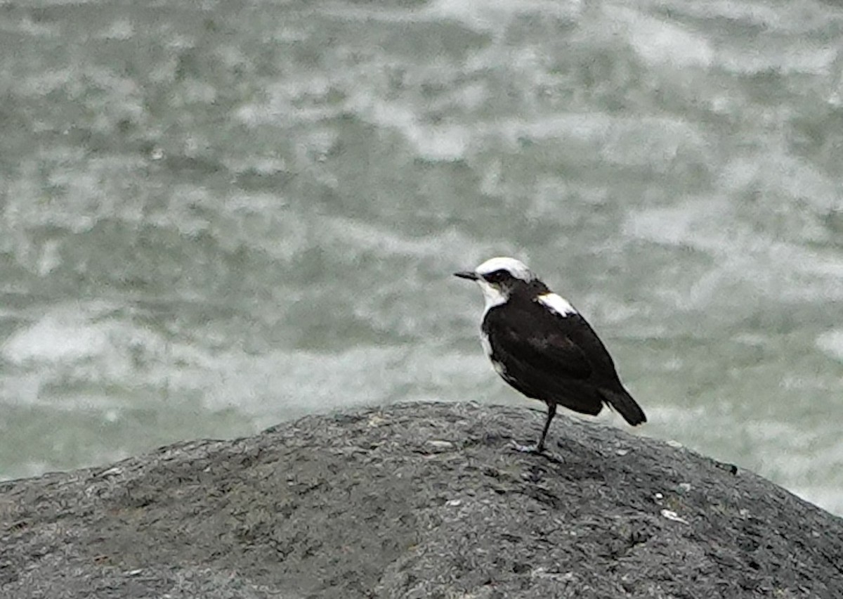 White-capped Dipper (White-bellied) - ML642050439