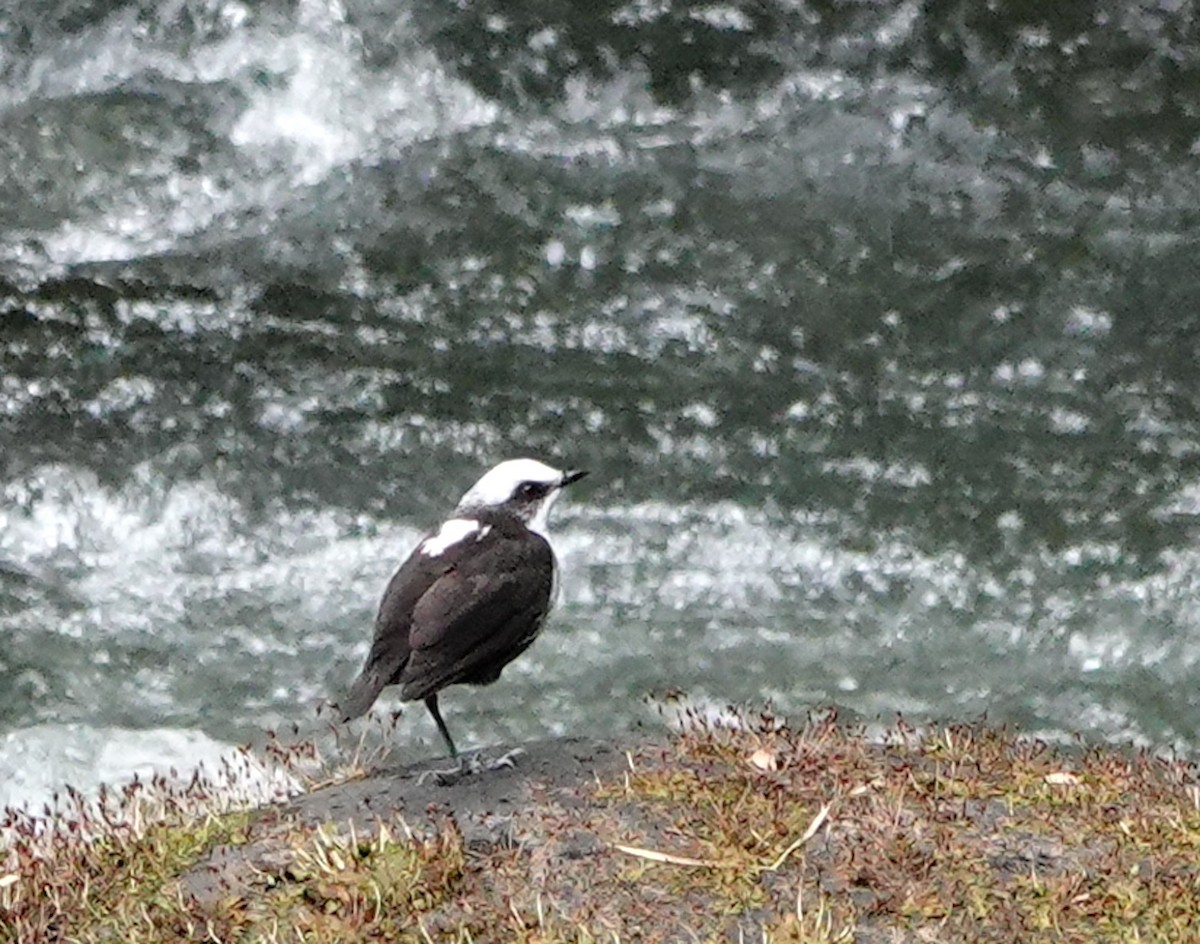 White-capped Dipper (White-bellied) - ML642050440