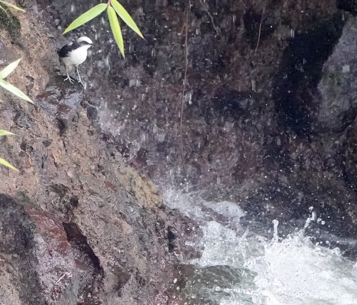 White-capped Dipper (White-bellied) - ML642050441