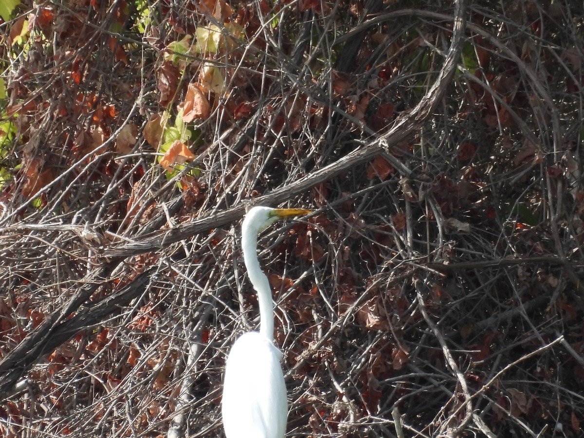 Great Egret - ML642050446