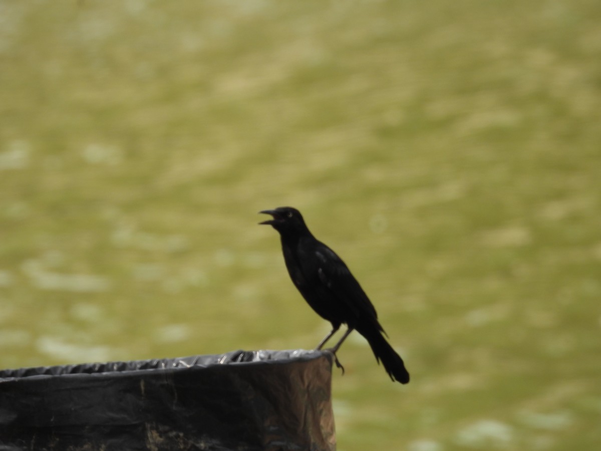 Great-tailed Grackle - ML642050467