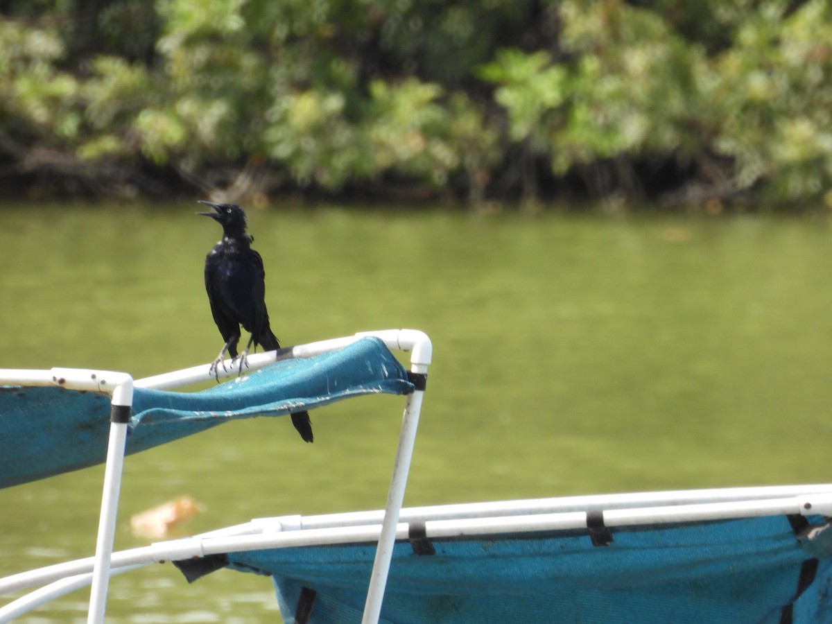 Great-tailed Grackle - ML642050468