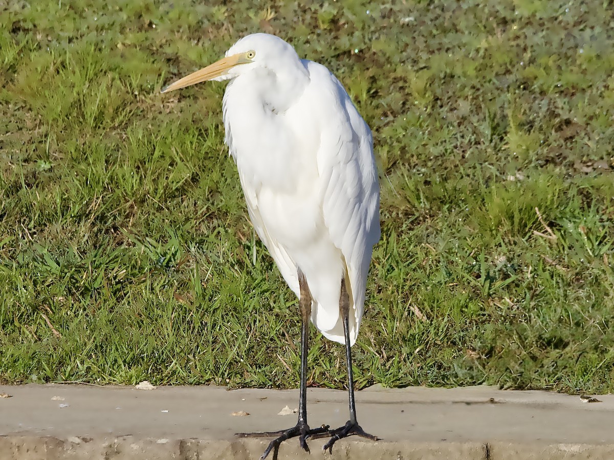 Great Egret - ML642050474