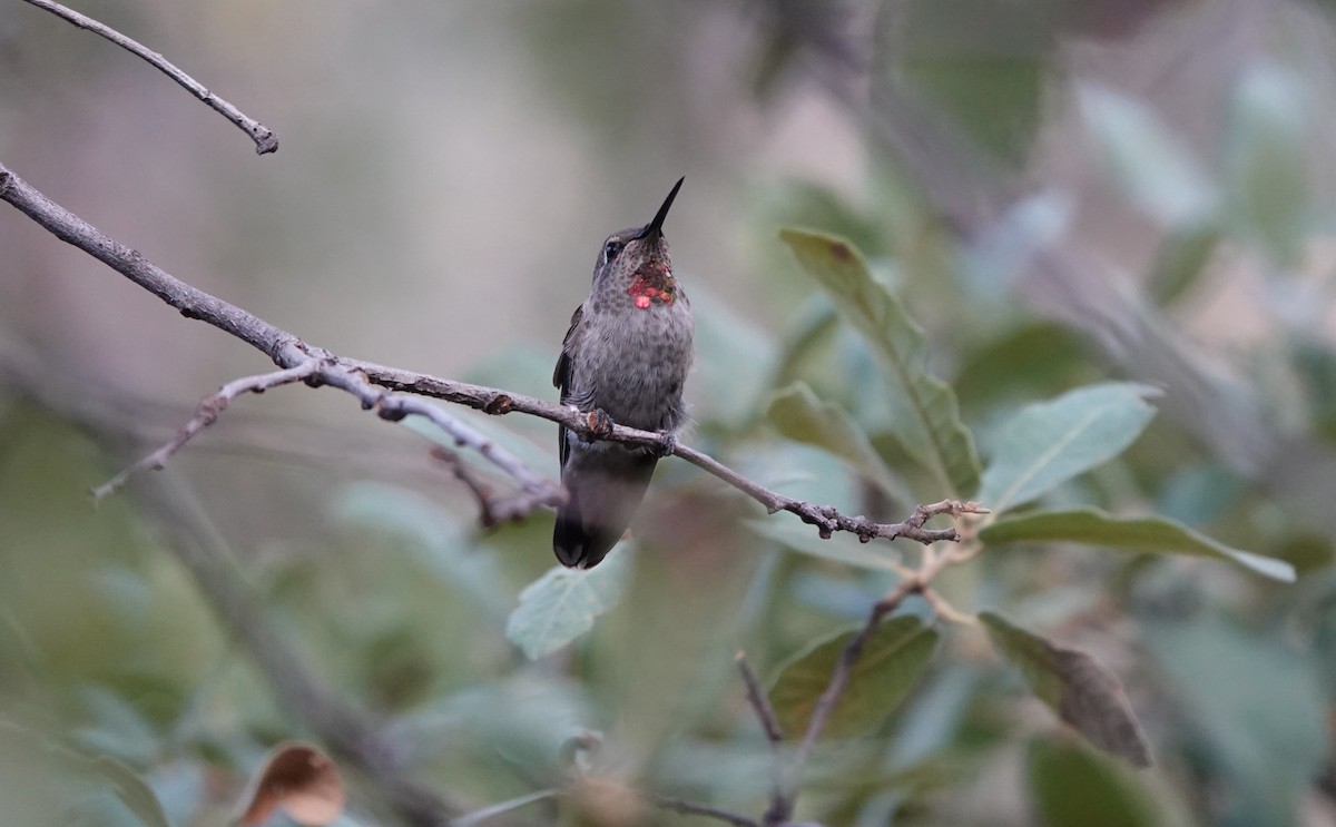Colibri d'Anna - ML642050476