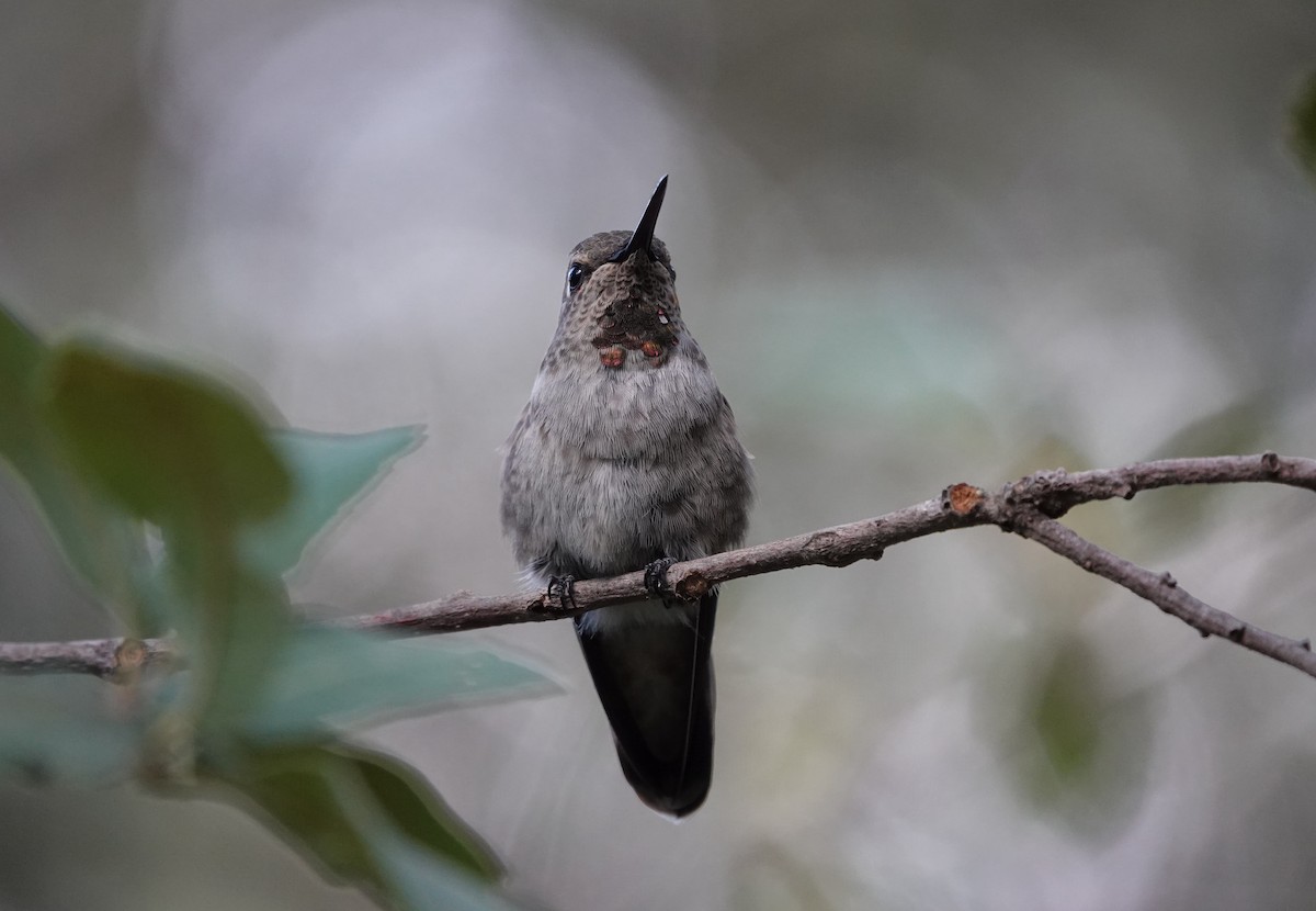 rødmaskekolibri - ML642050479