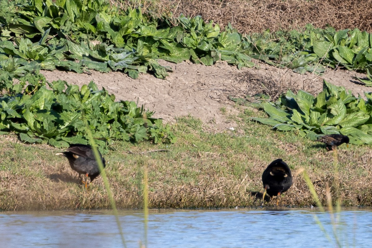 Gallinule sombre - ML642050498
