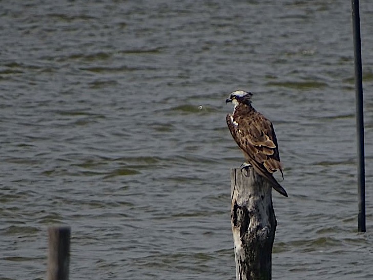 Balbuzard pêcheur - ML642050508
