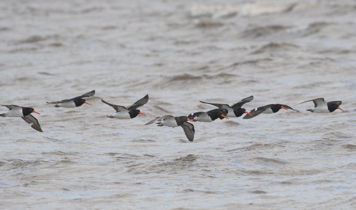 Pied Oystercatcher - ML642050512
