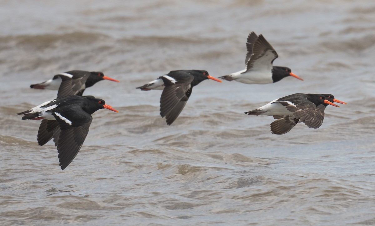 Pied Oystercatcher - ML642050513
