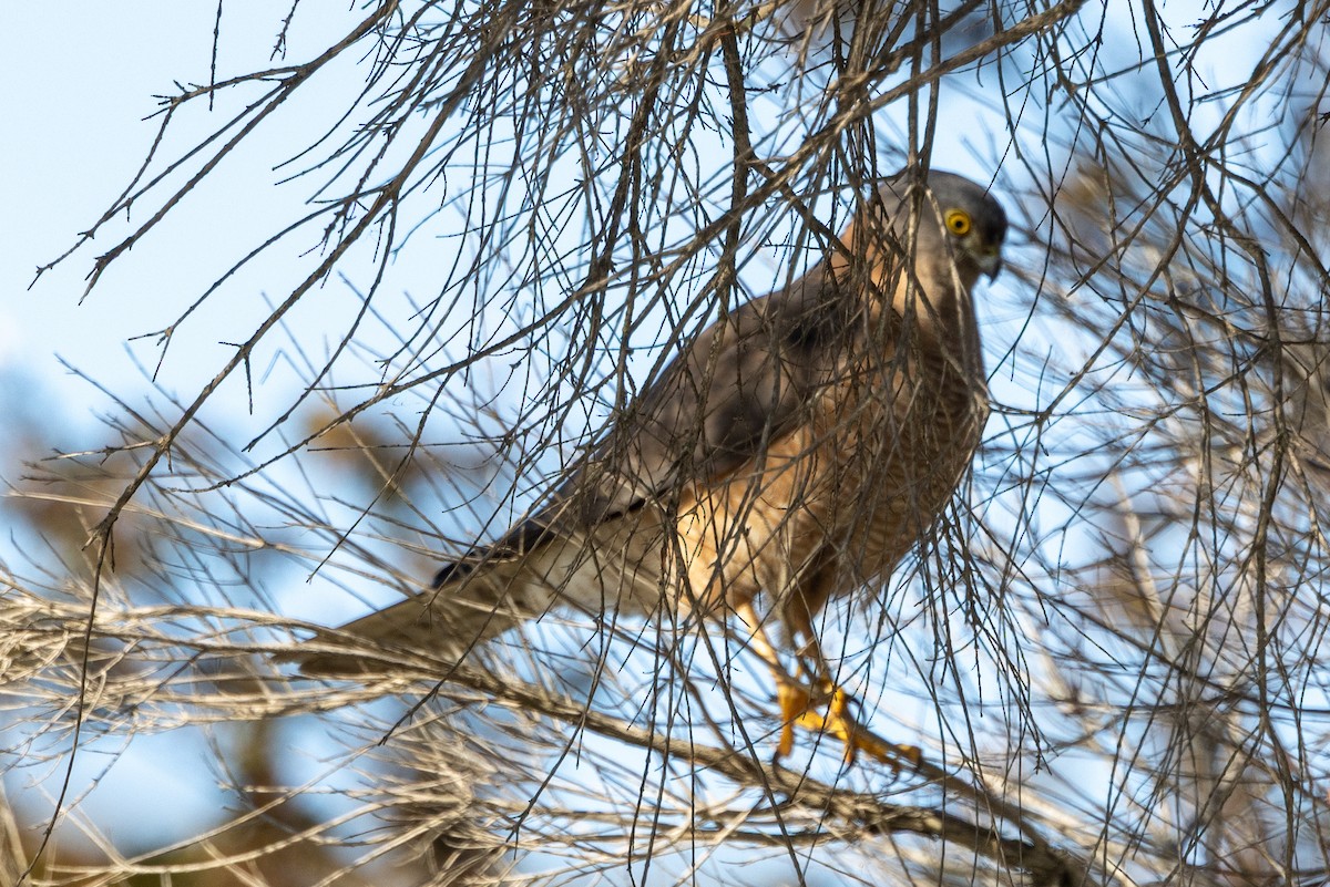 Collared Sparrowhawk - ML642050517