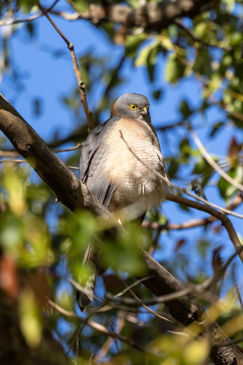 Collared Sparrowhawk - ML642050518