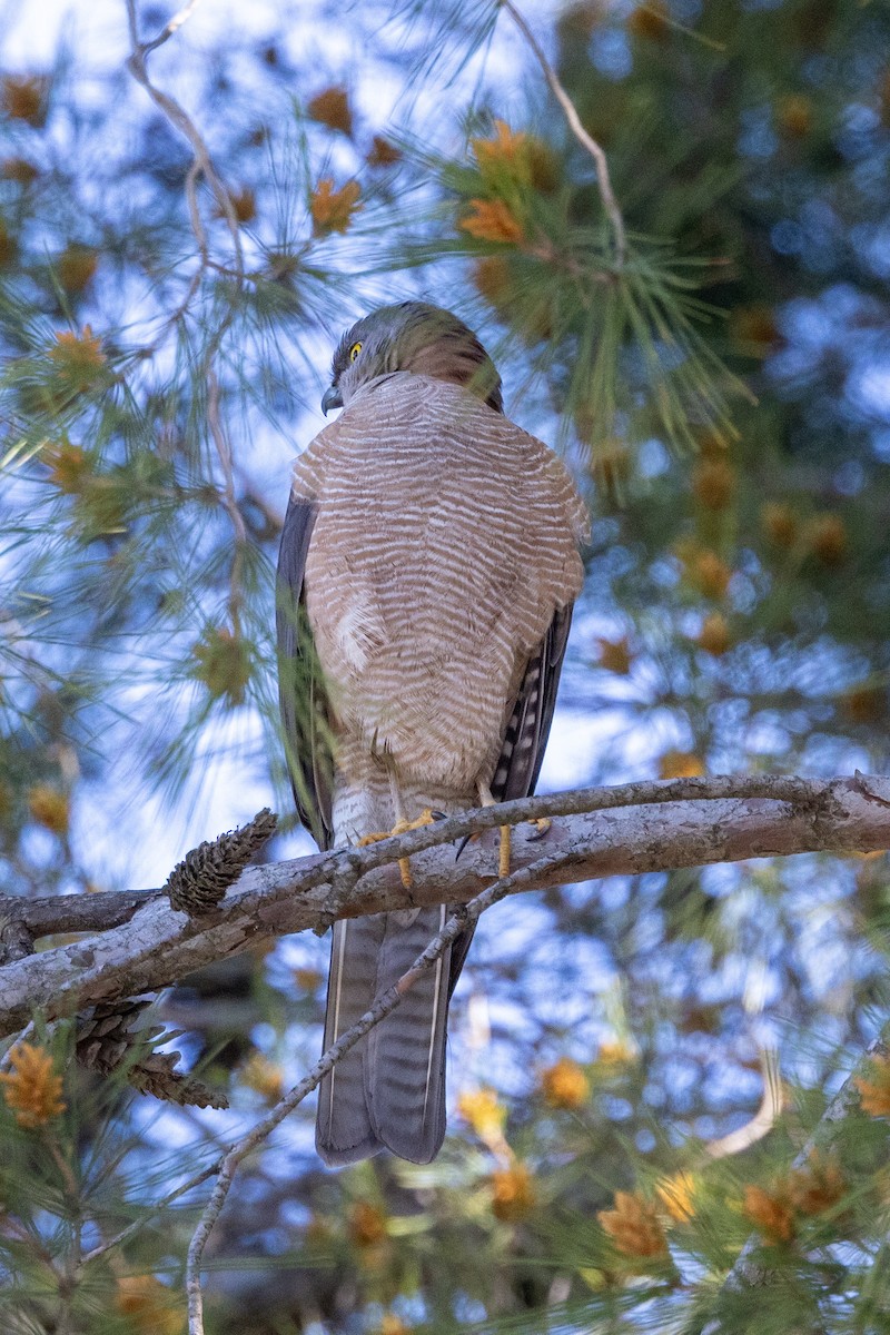 Collared Sparrowhawk - ML642050520