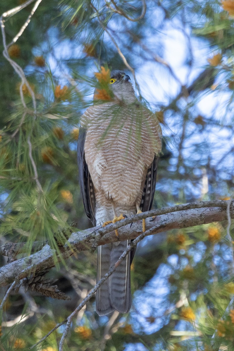 Collared Sparrowhawk - ML642050521