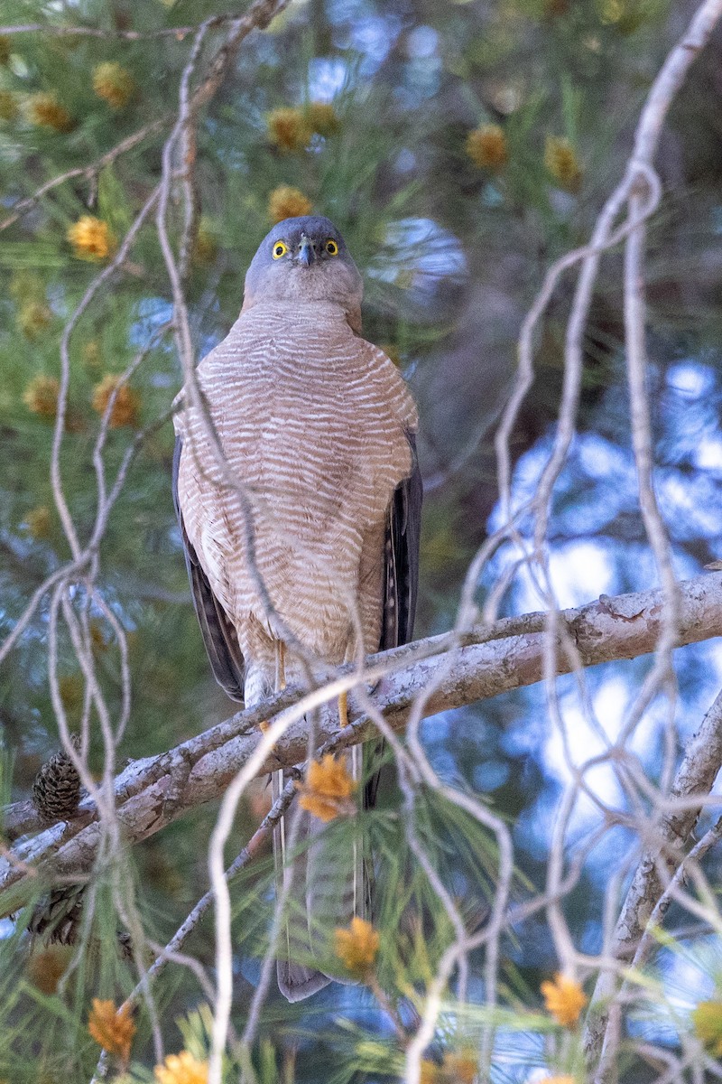 Collared Sparrowhawk - ML642050522