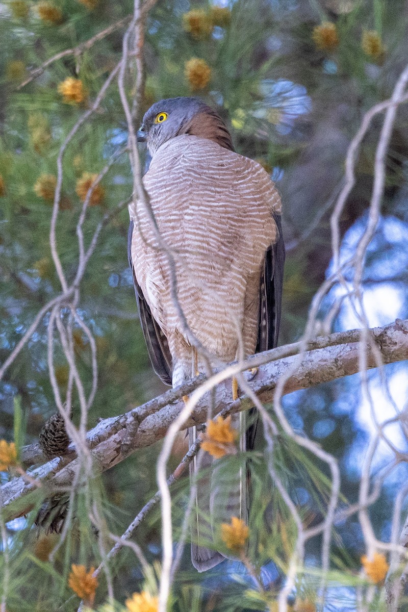 Collared Sparrowhawk - ML642050523