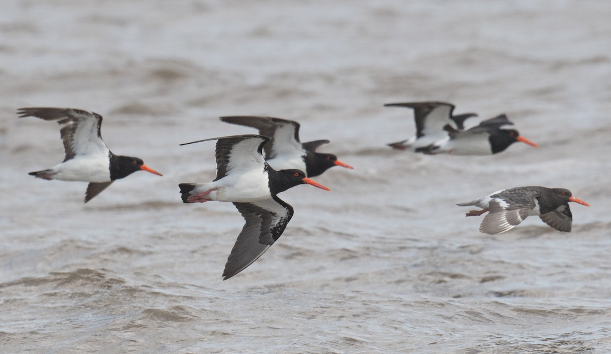 Pied Oystercatcher - ML642050525