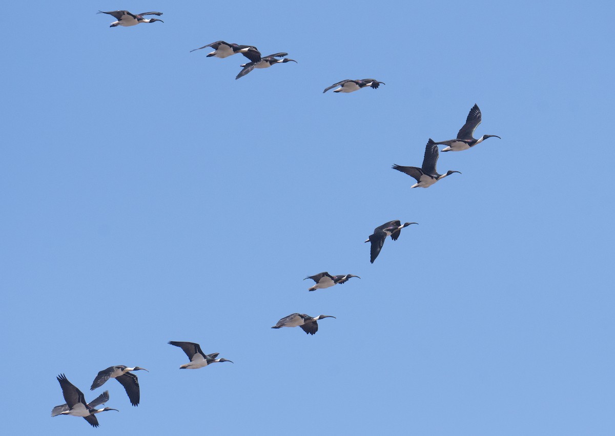 Straw-necked Ibis - ML642050542