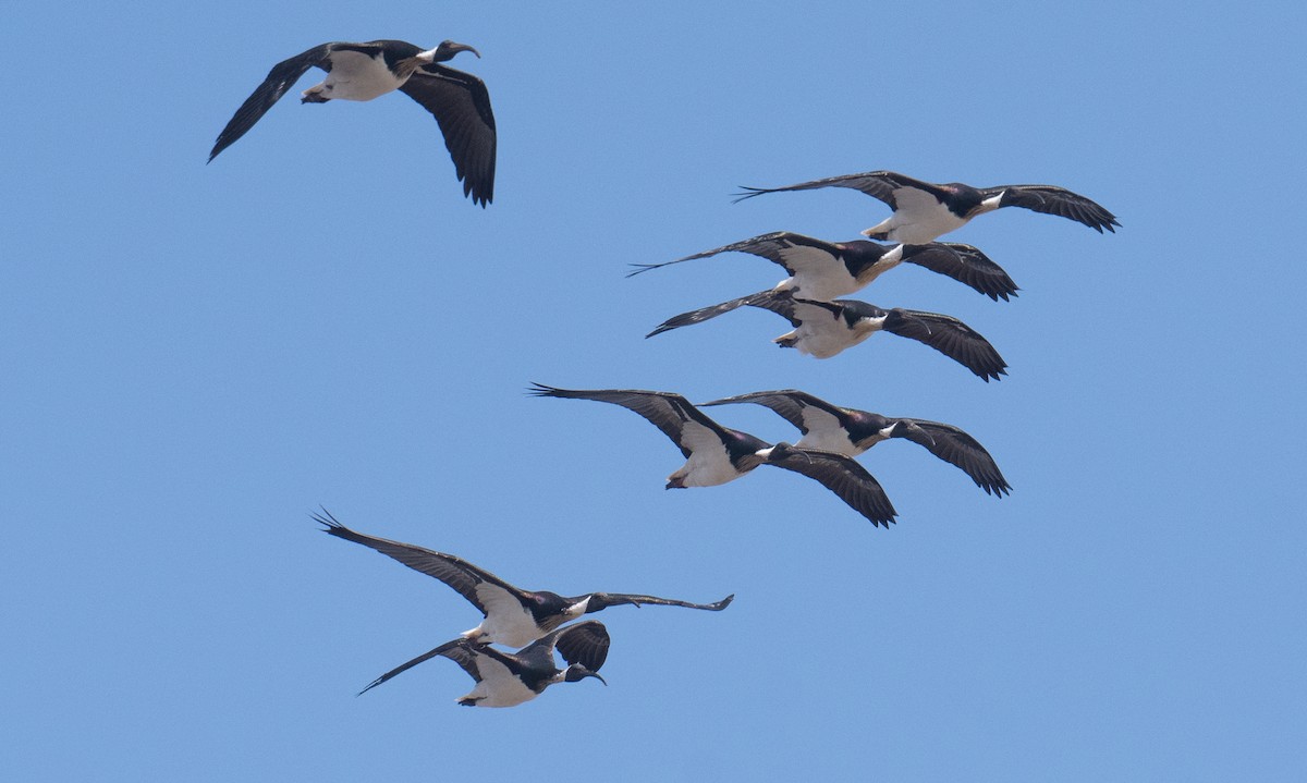 Straw-necked Ibis - ML642050545