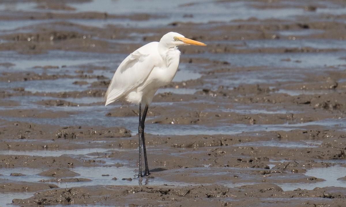 Great Egret - ML642050547