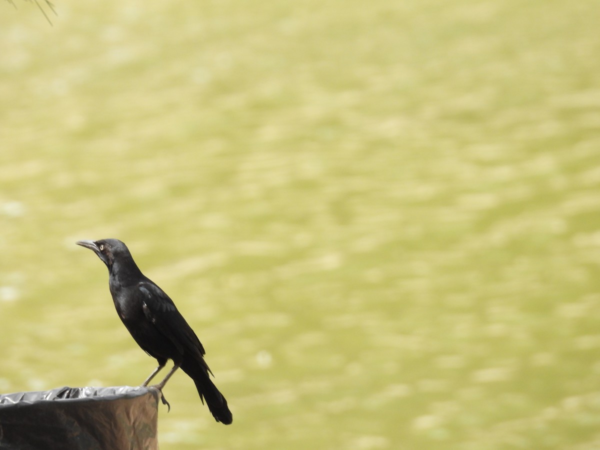 Great-tailed Grackle - ML642050548