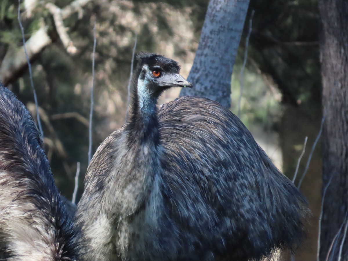 Emu - ML642050549