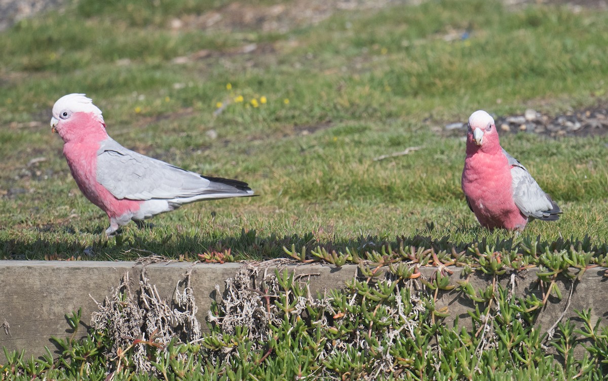 Galah - ML642050552