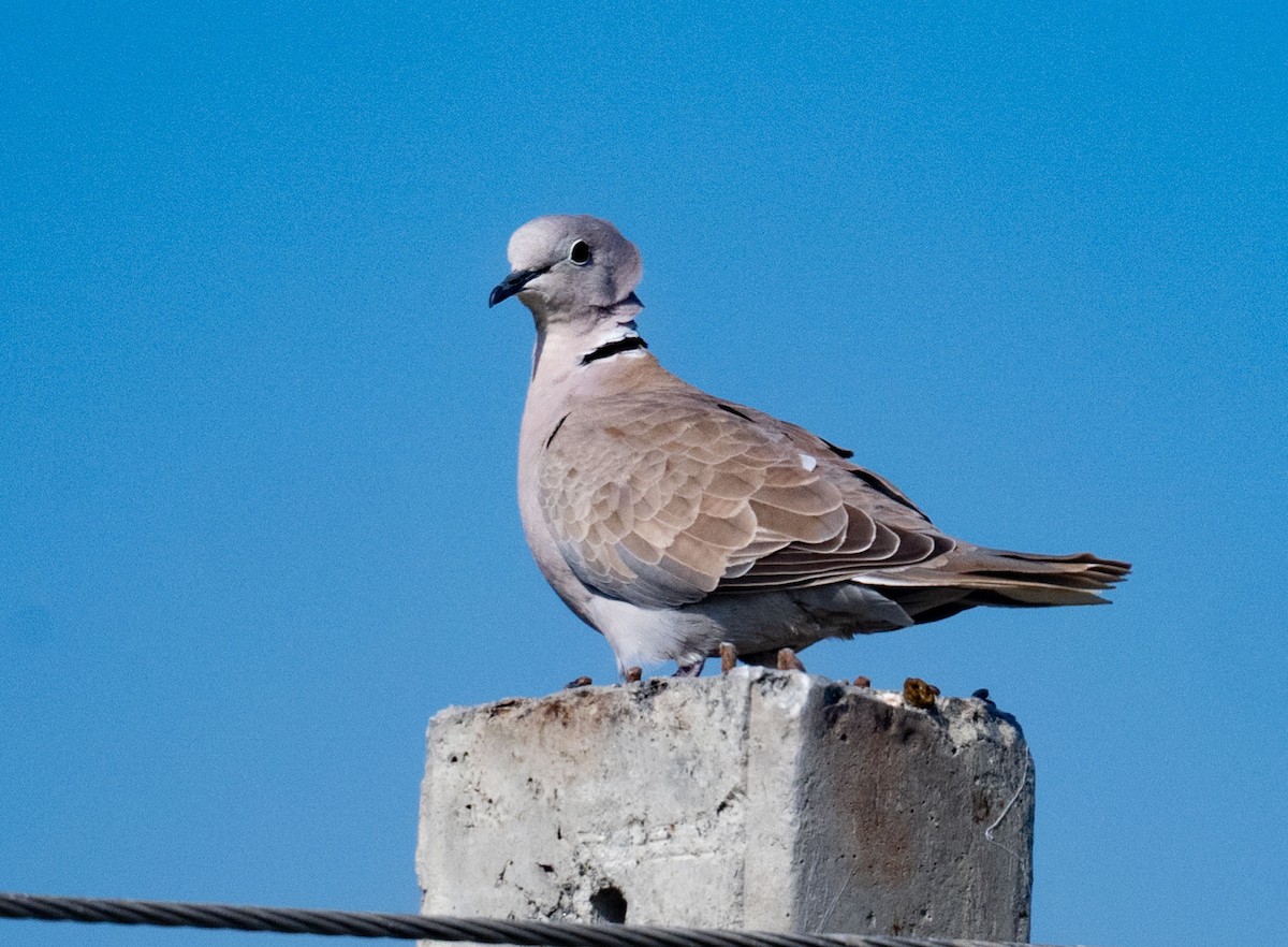 Буулгат хүүрзгэнэ - ML642050553