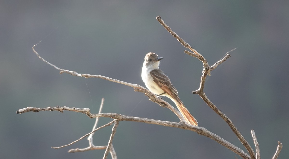 Ash-throated Flycatcher - ML642050554