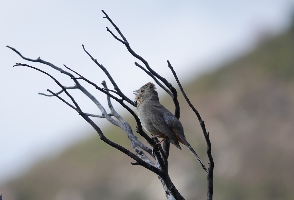 Canyon Towhee - ML642050555