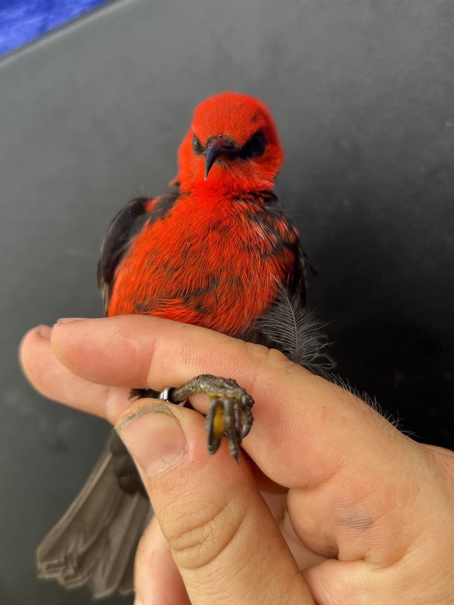 Micronesian Myzomela - ML642050557