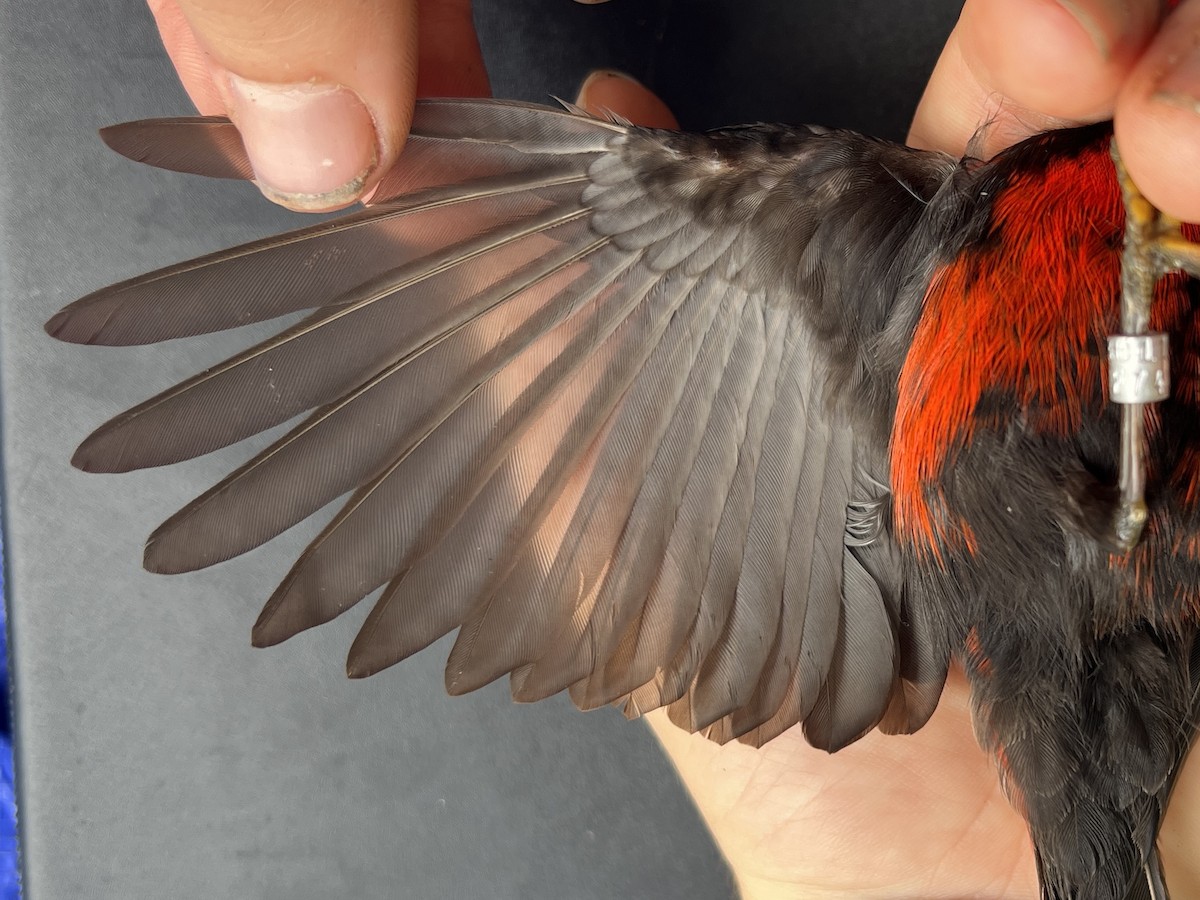 Micronesian Myzomela - ML642050559