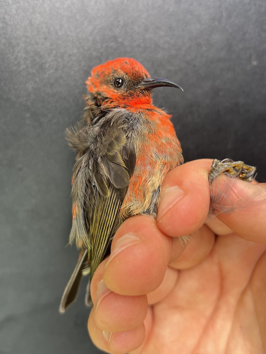 Micronesian Myzomela - ML642050561
