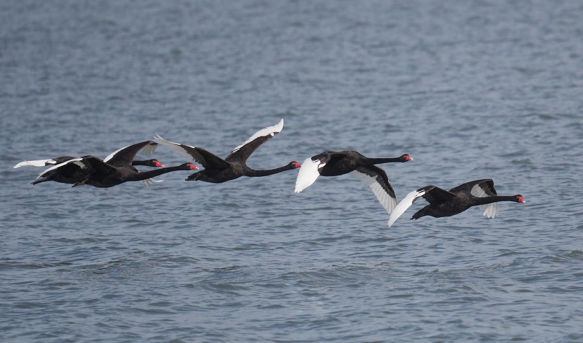 Black Swan - ML642050562