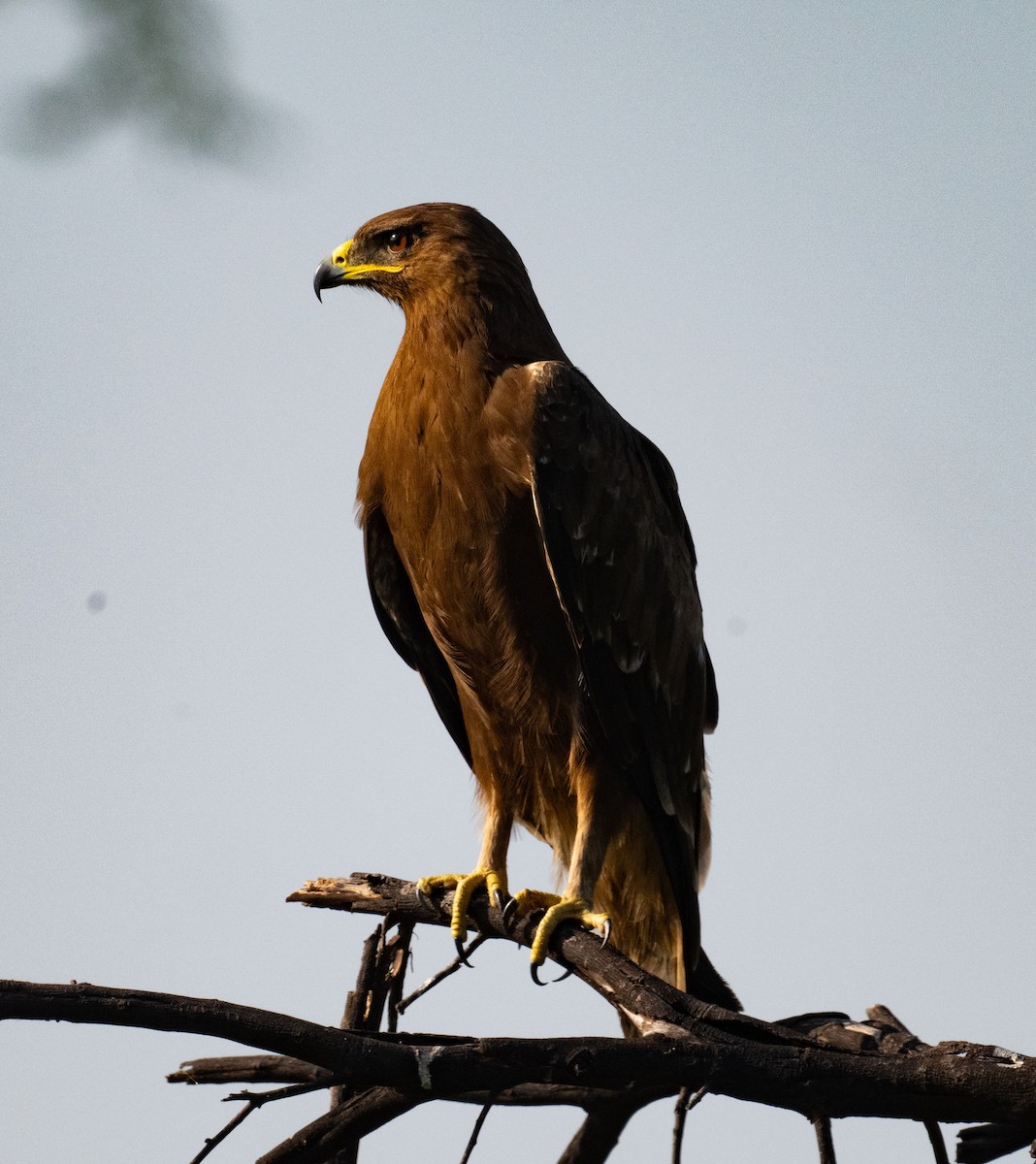 Indian Spotted Eagle - ML642050564
