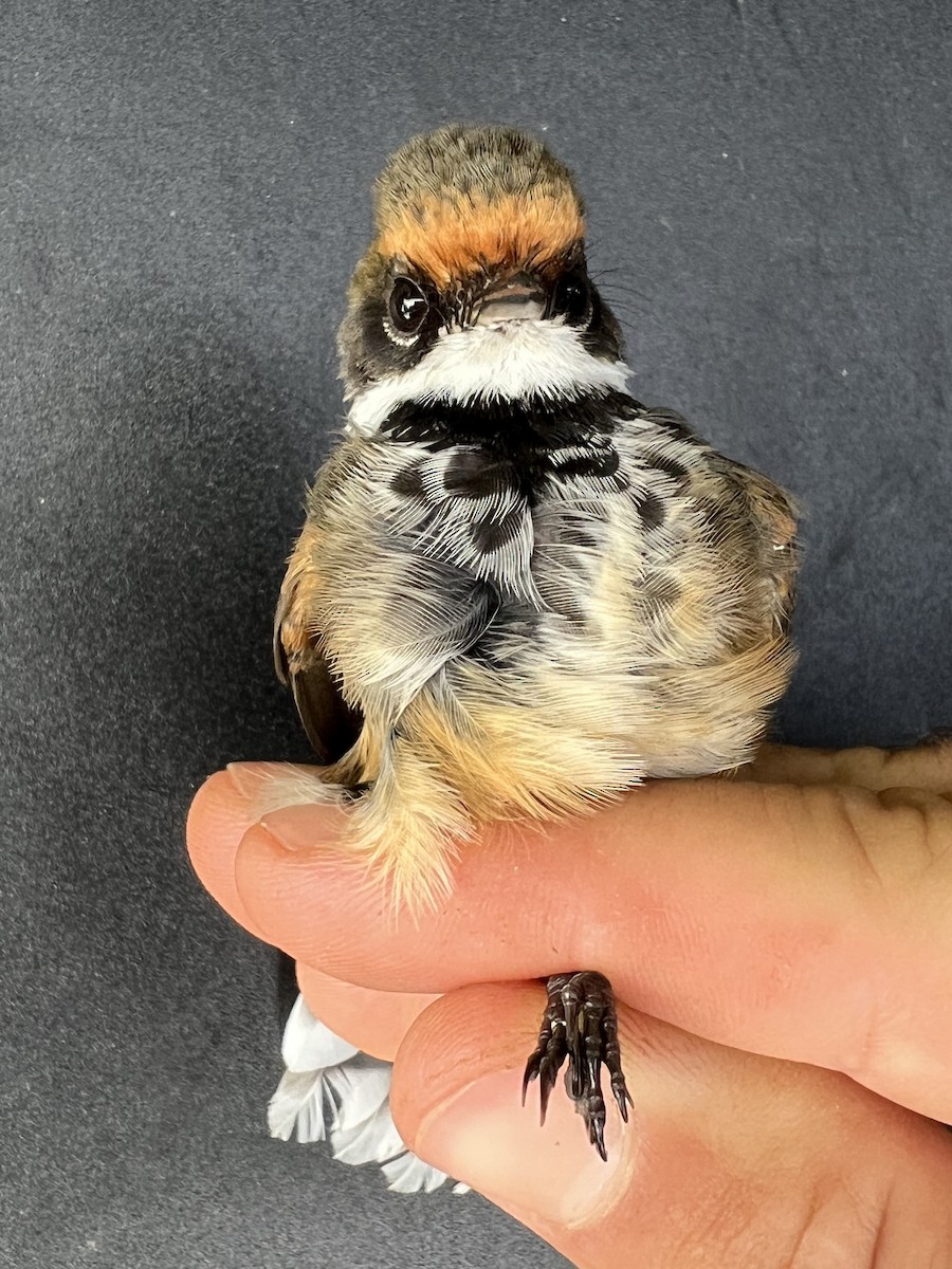 Micronesian Rufous Fantail (Marianas) - ML642050566