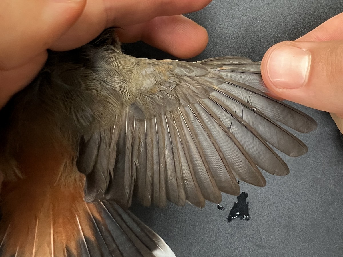 Micronesian Rufous Fantail (Marianas) - ML642050567
