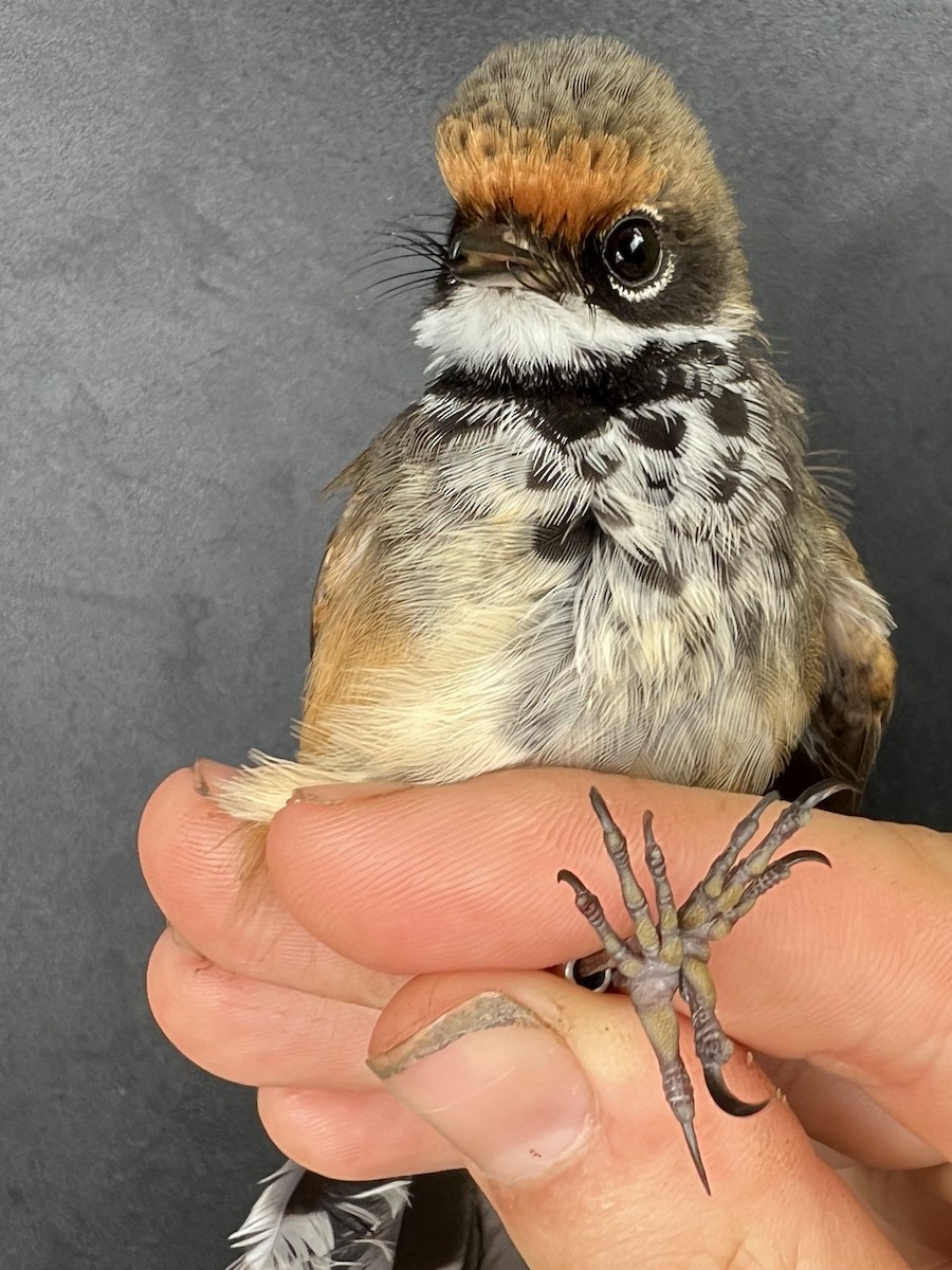 Micronesian Rufous Fantail (Marianas) - ML642050568