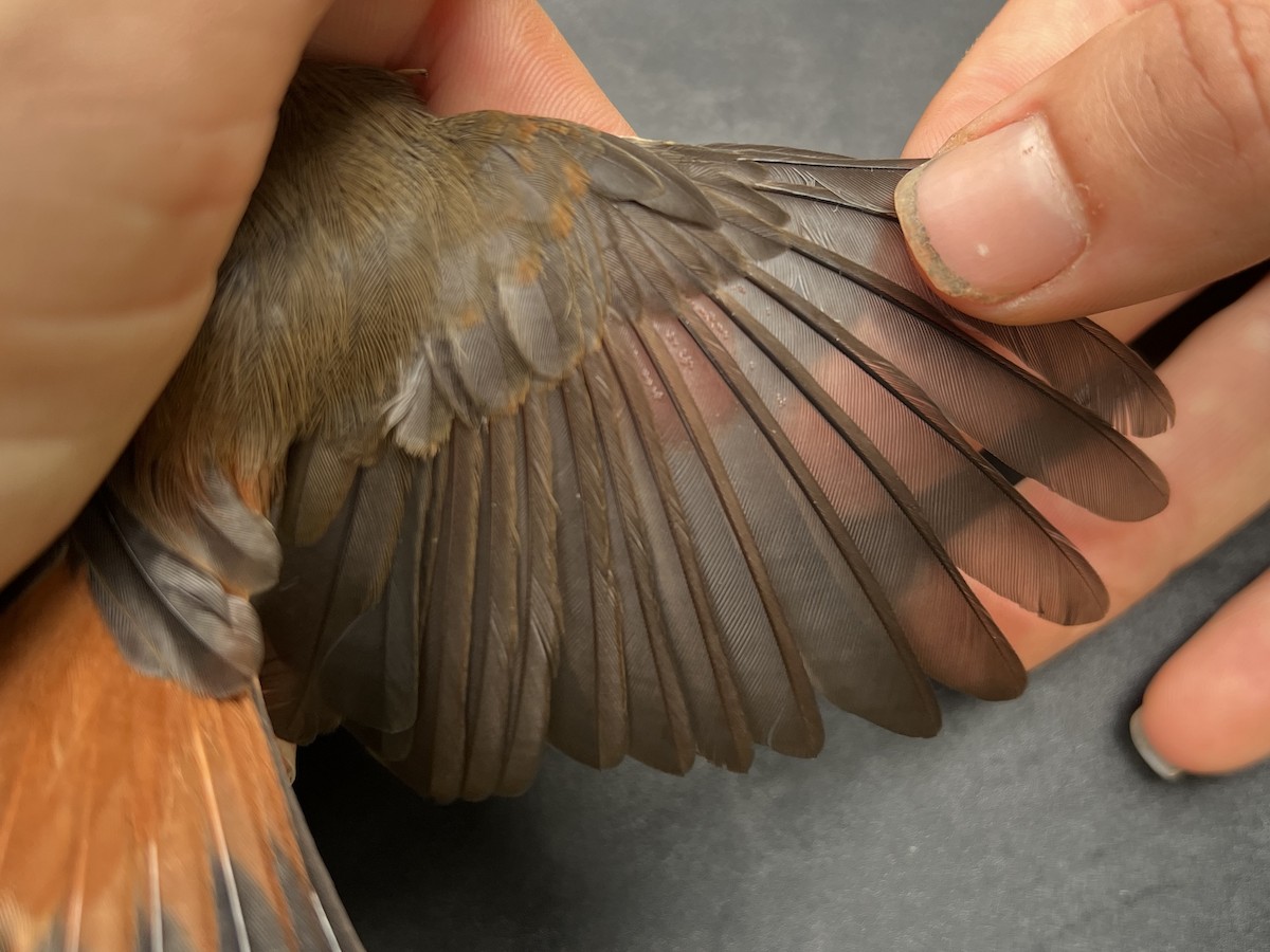 Micronesian Rufous Fantail (Marianas) - ML642050569