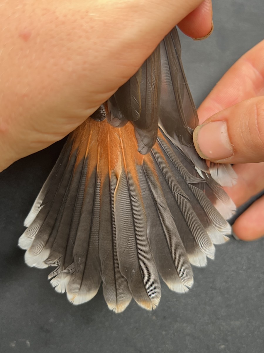 Micronesian Rufous Fantail (Marianas) - ML642050570