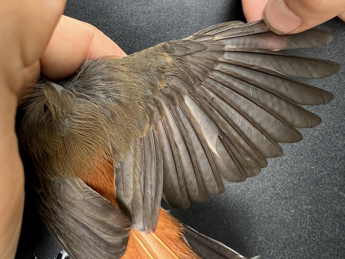 Micronesian Rufous Fantail (Marianas) - ML642050571