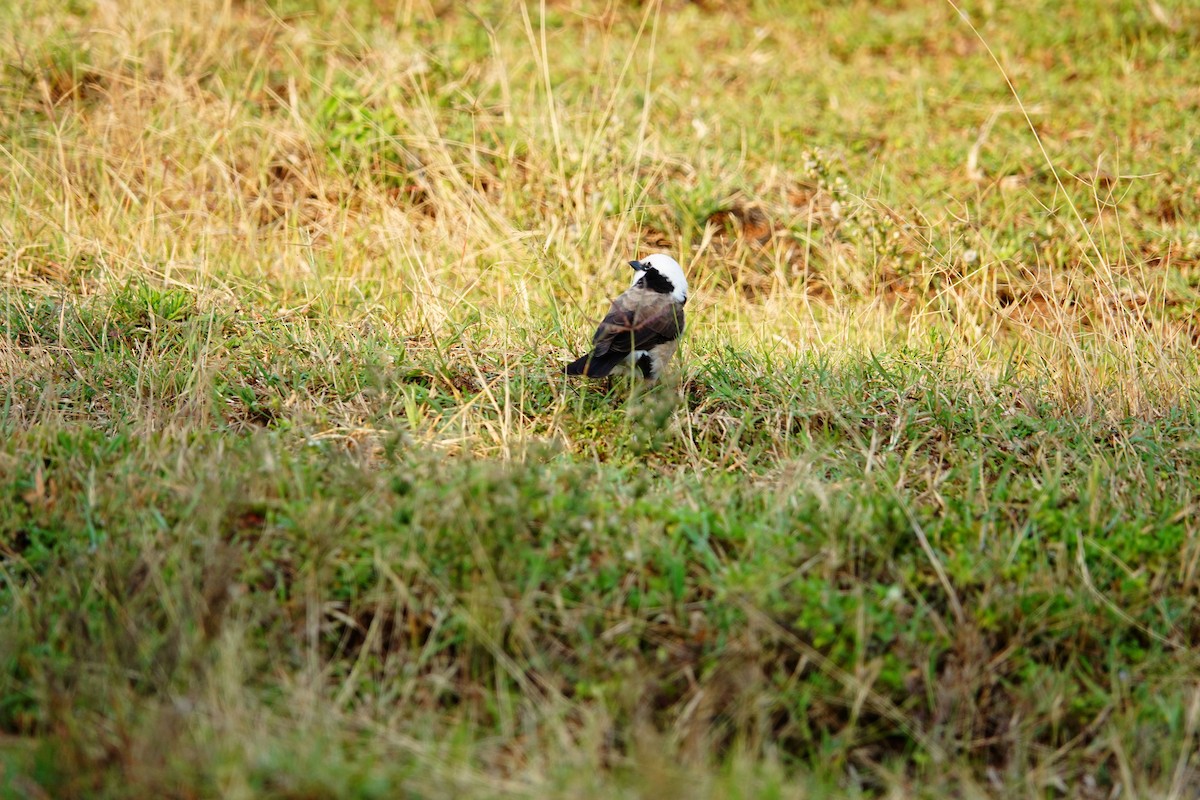 White-rumped Shrike - ML642050573